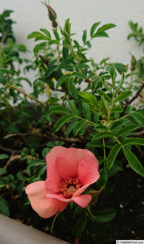 'Nigel Hawthorne' rose photo