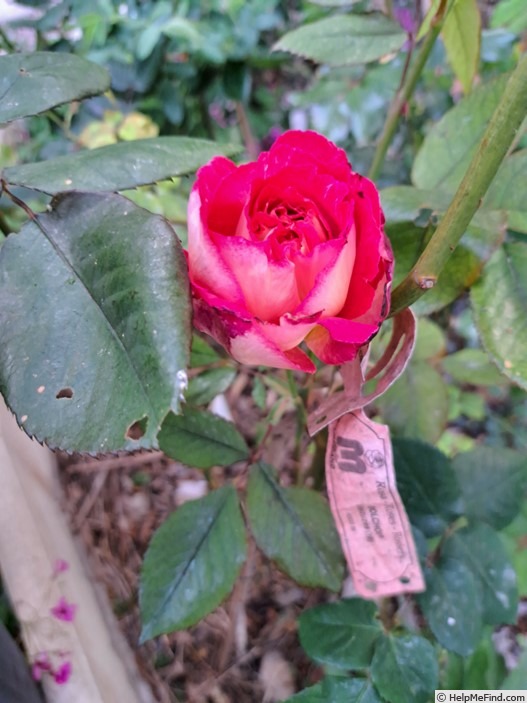 'Bolshoï ® (hybrid tea, Meilland, 1996)' rose photo