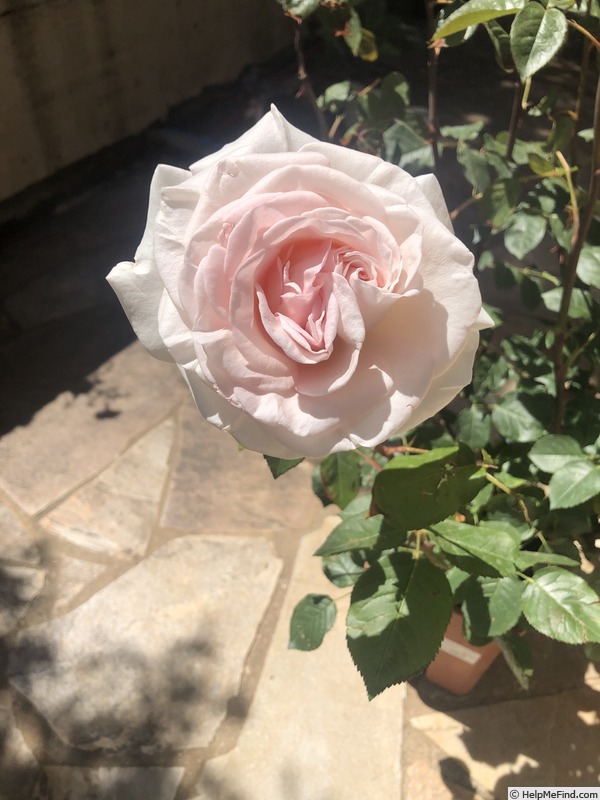 'Prince Jardinier ®' rose photo