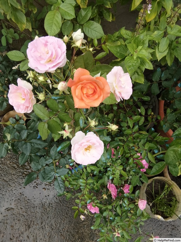 'Pink Summer Snow' rose photo