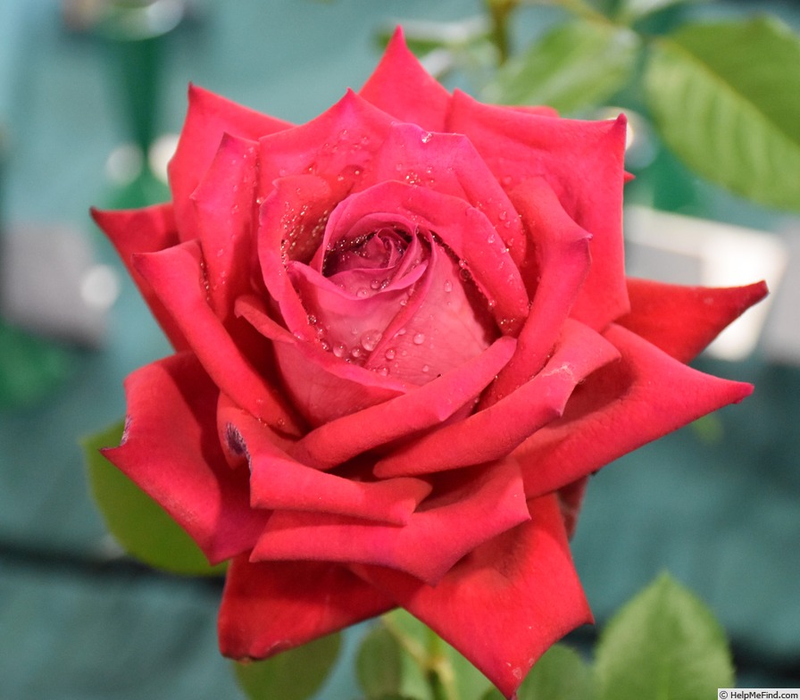 'Karl Herbst' rose photo