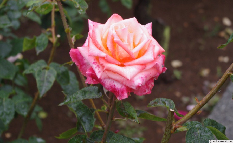 'Frohsinn® '82' rose photo