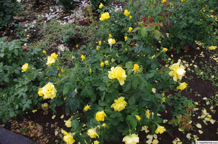 'Anthony Meilland' rose photo