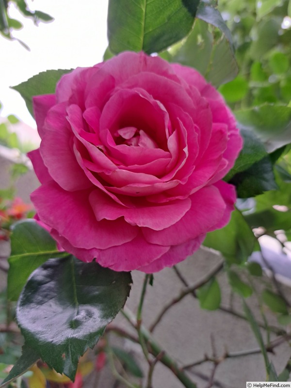 'Baronne Edmond de Rothschild, Cl.' rose photo