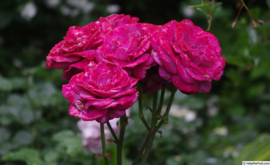 'Blue Chip' rose photo