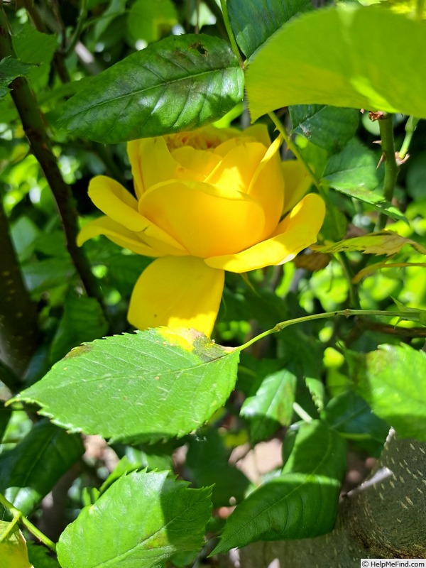 '100 Idées Jardin' rose photo