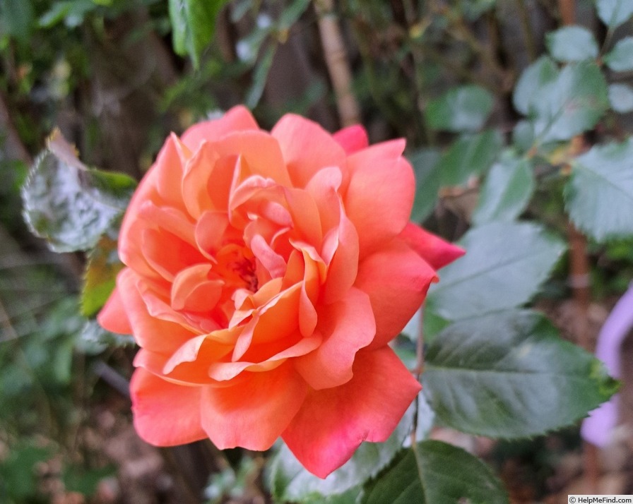 'Jardin d'Entêoulet ®' rose photo