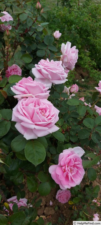 'Conrad Ferdinand Meyer' rose photo