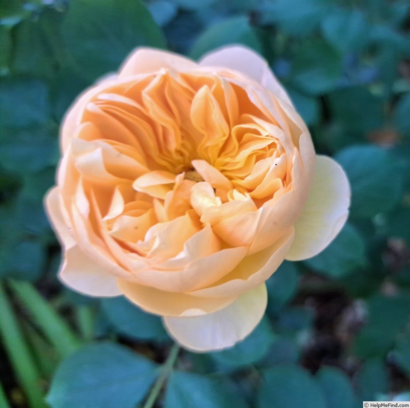 'Roald Dahl' rose photo