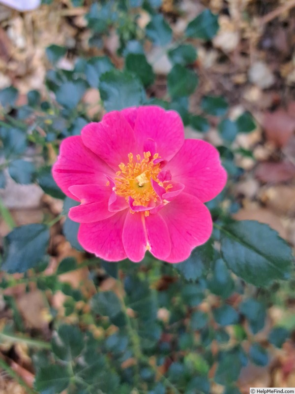 'Xyma®' rose photo
