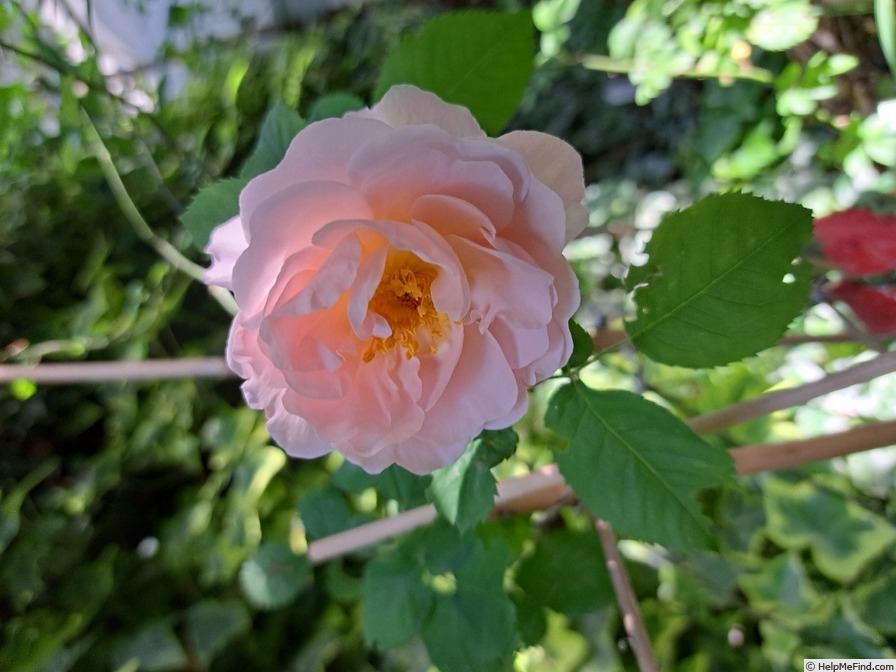 'Bordure Nacrée ®' rose photo