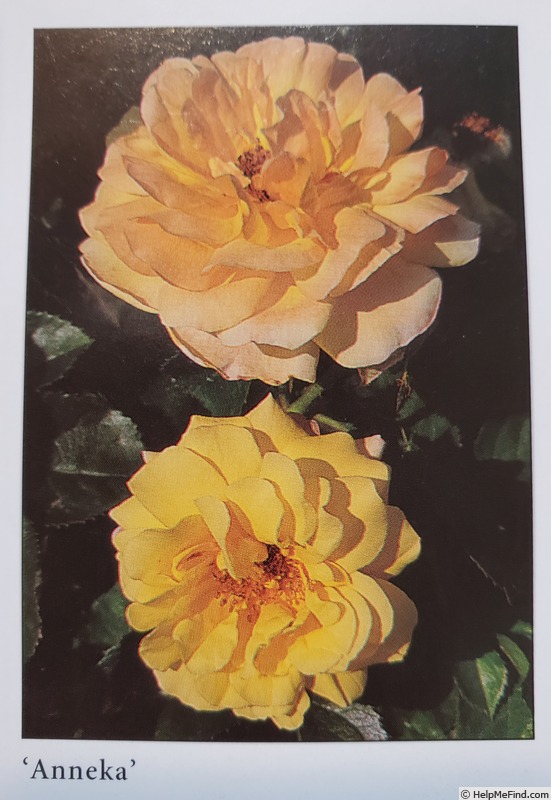 'Anneka' rose photo