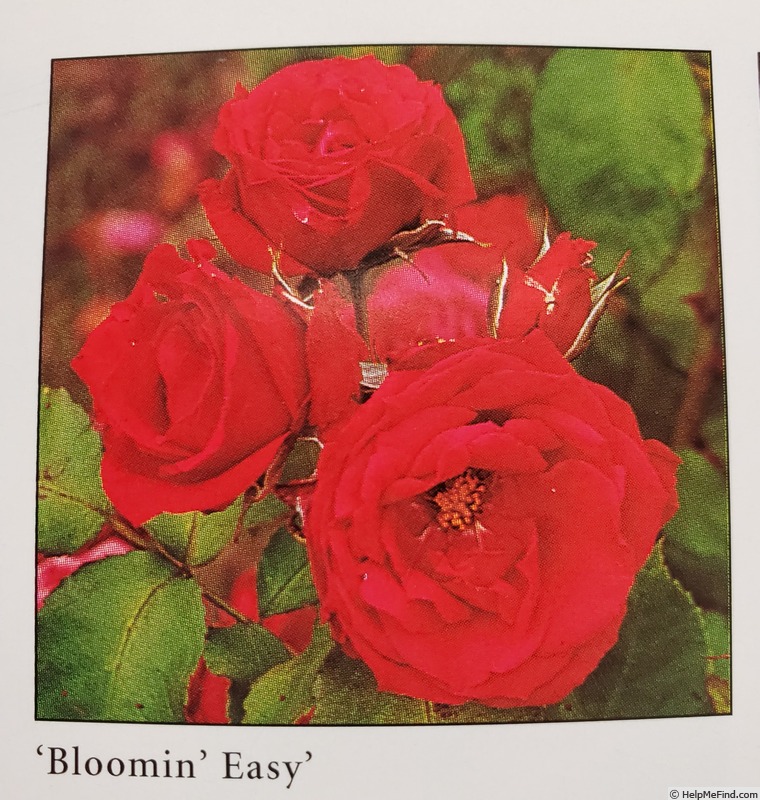 'Blooming Easy' rose photo