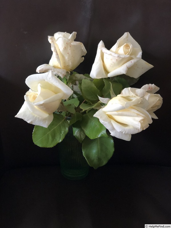 'McGredy's Ivory' rose photo