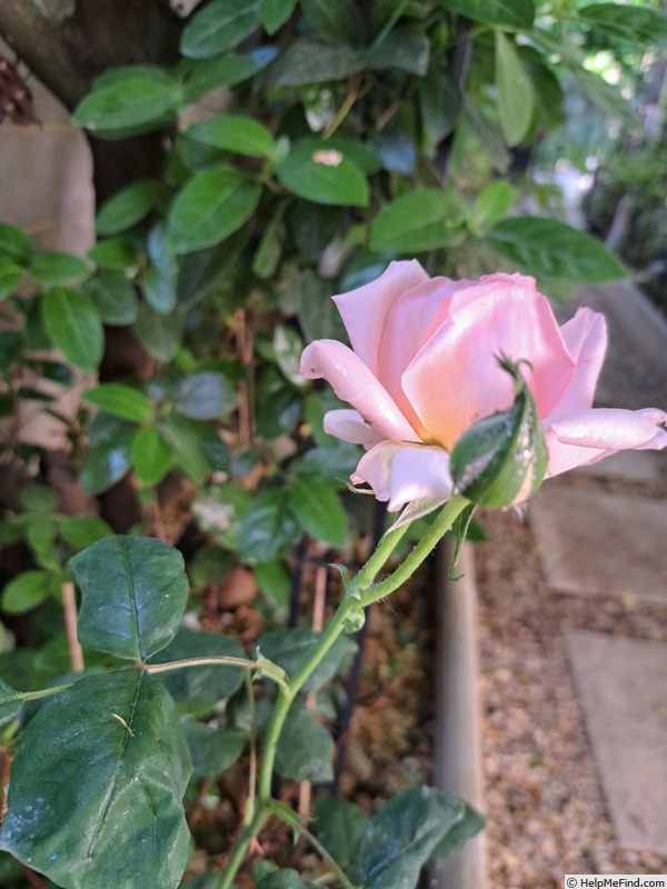 'Ville de Fontenay-aux-Roses ®' rose photo