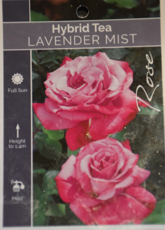 'Lavender Mist (hybrid tea, unknown before 2005)' rose photo