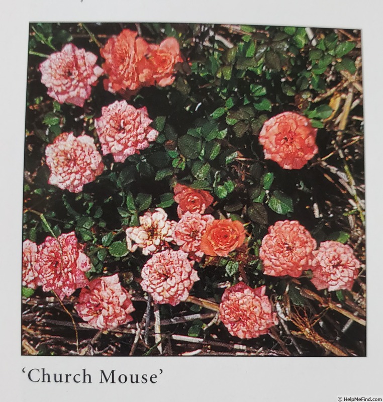 'Church Mouse' rose photo