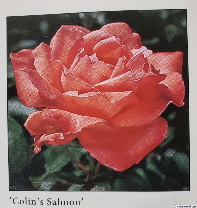 'Colin's Salmon' rose photo
