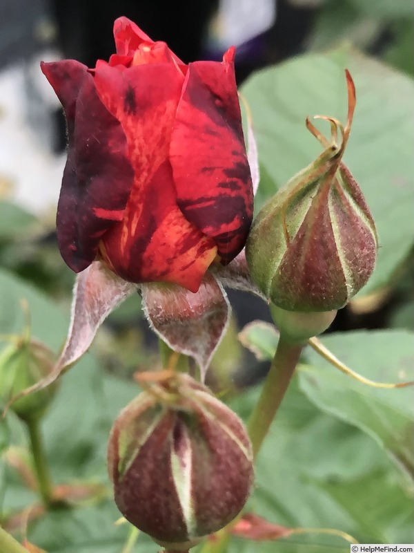 'Frida Kahlo ™' rose photo