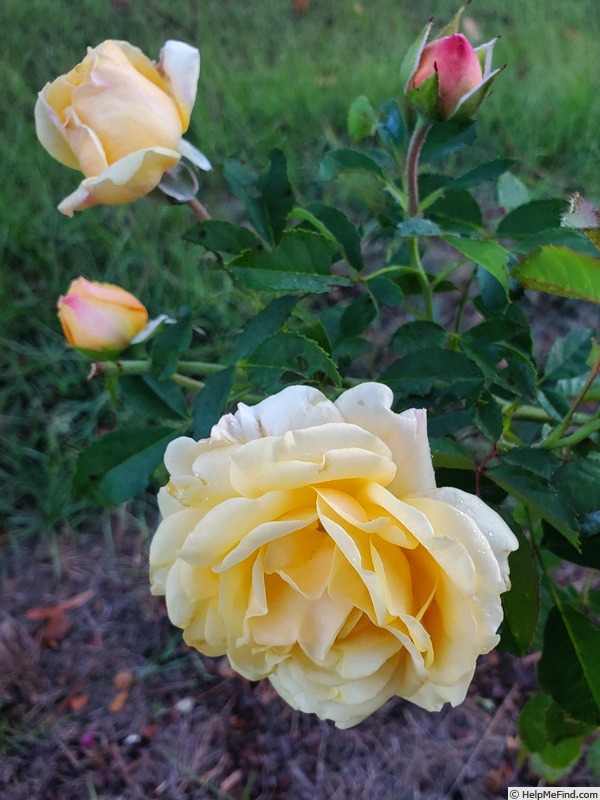 'Tupelo Honey™' rose photo