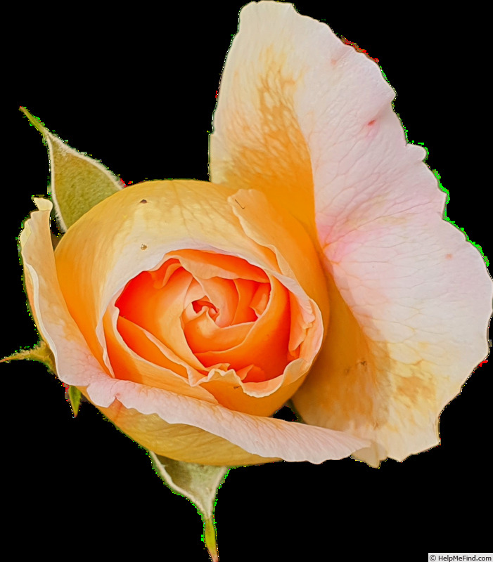 'Tea Clipper' rose photo