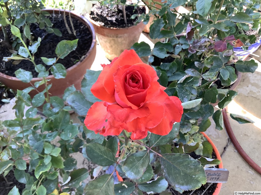 'Cayenne (hybrid tea, Warriner, 1966)' rose photo