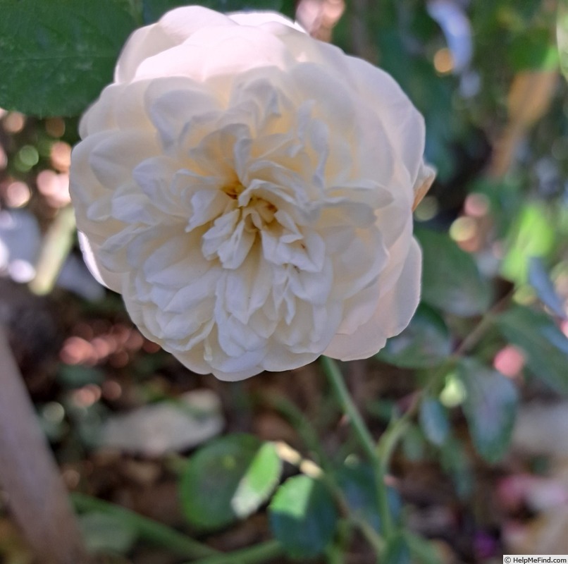 'Marina Picasso ®' rose photo
