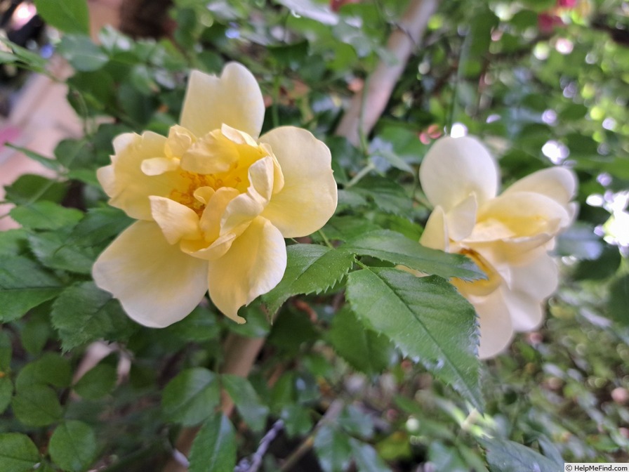 'Celina ® (shrub, Noack, 1990)' rose photo