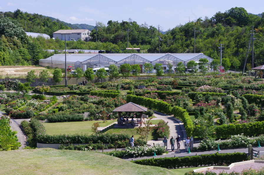 'David Austin's English Rose Garden and Plants Centre'  photo