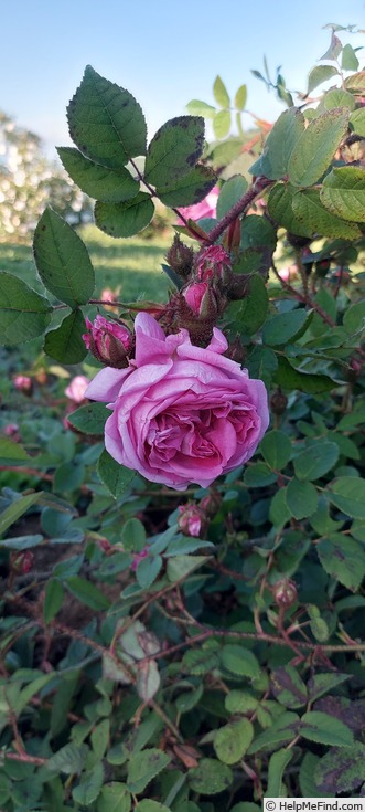 'Maréchal Davoust' rose photo