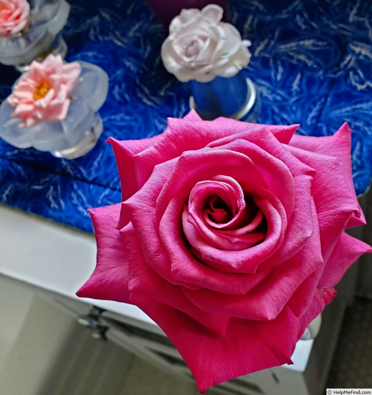'Shiun' rose photo
