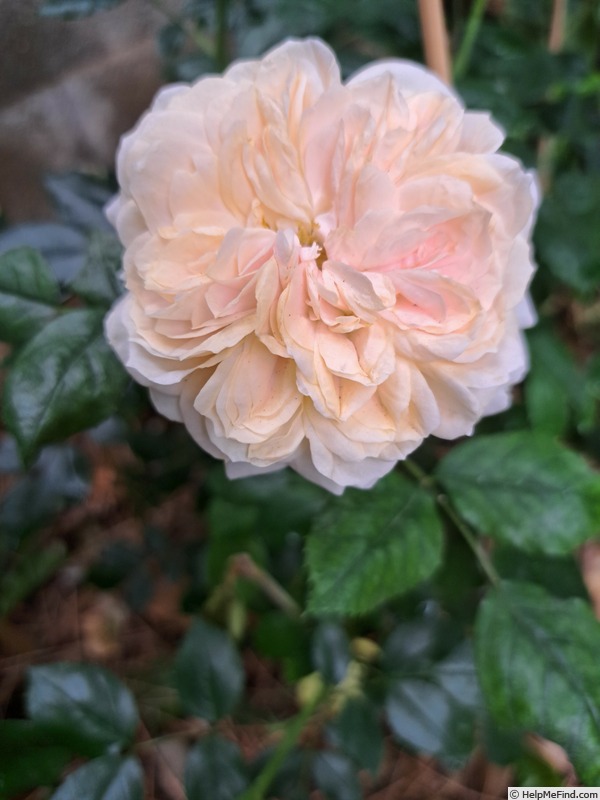 'Joie de Vivre (patio, Kordes 1997)' rose photo