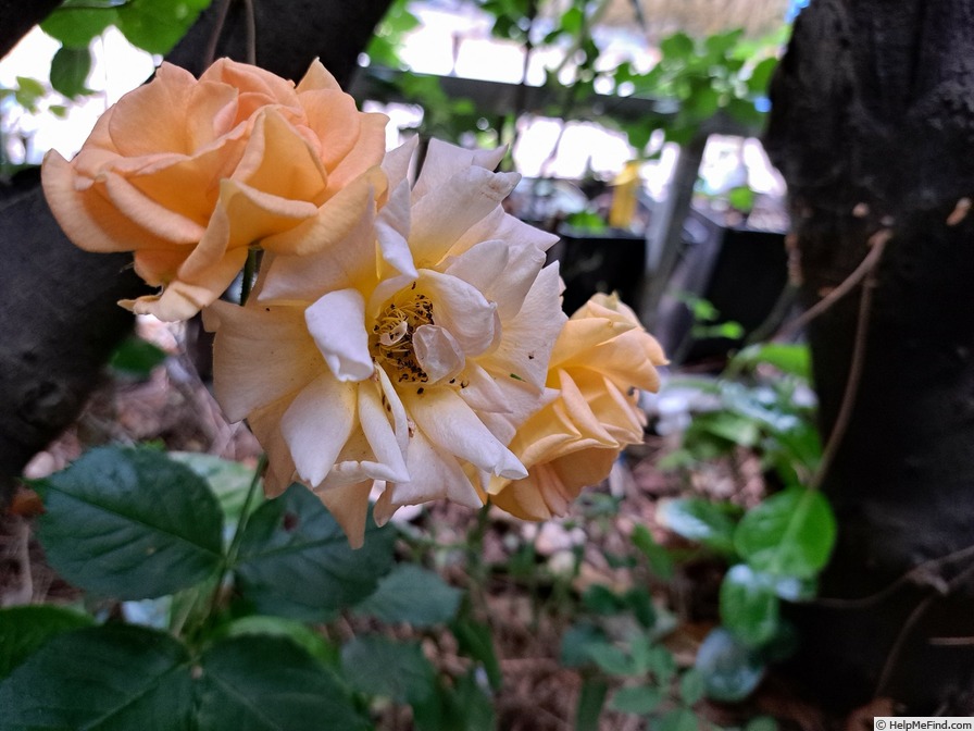 'Bentheimer Gold ®' rose photo