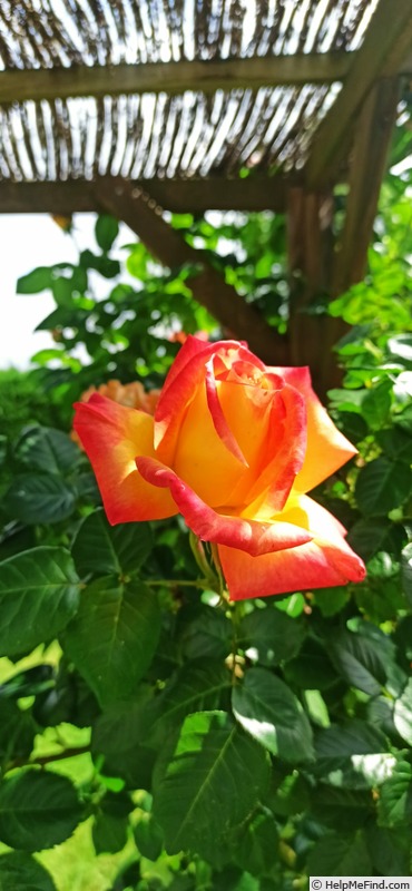 'BAIpeacesar' rose photo