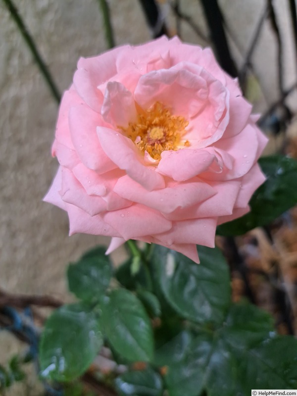 'Pierre de Luxembourg ®' rose photo