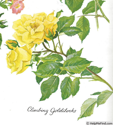 'Goldilocks, Cl.' rose photo