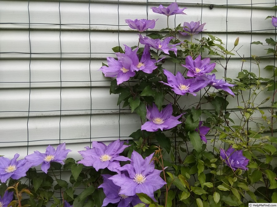 'H. F. Young' clematis photo