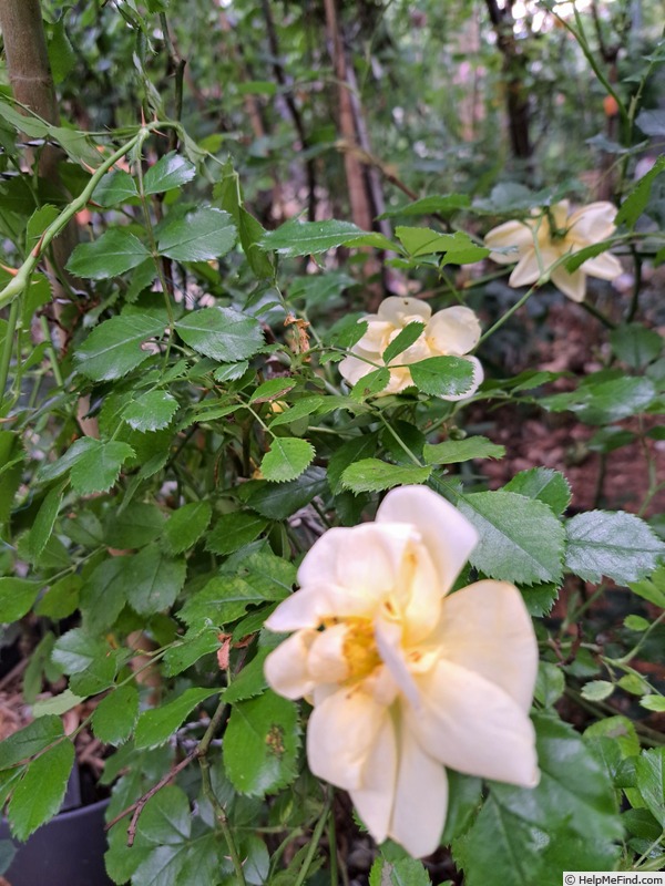 'Celina ® (shrub, Noack, 1990)' rose photo
