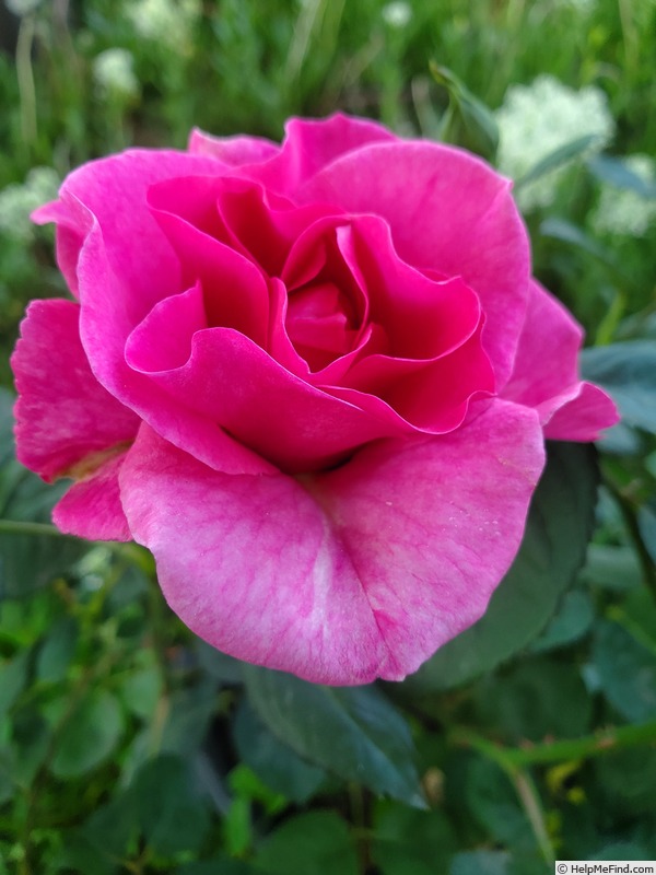 'Brindabella First Lady ™' rose photo