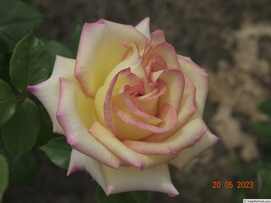 'Aruba' rose photo
