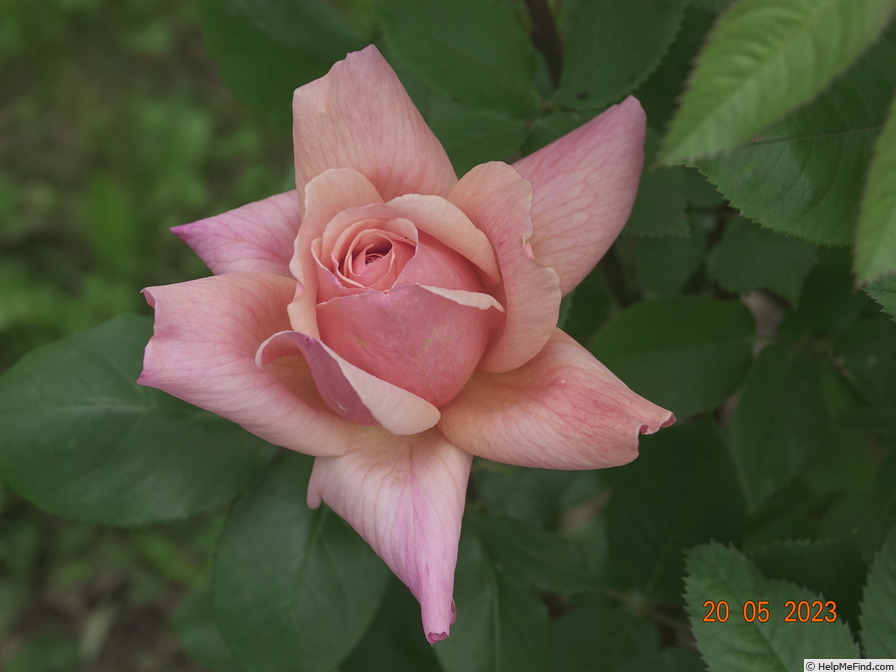 'Budateteni' rose photo