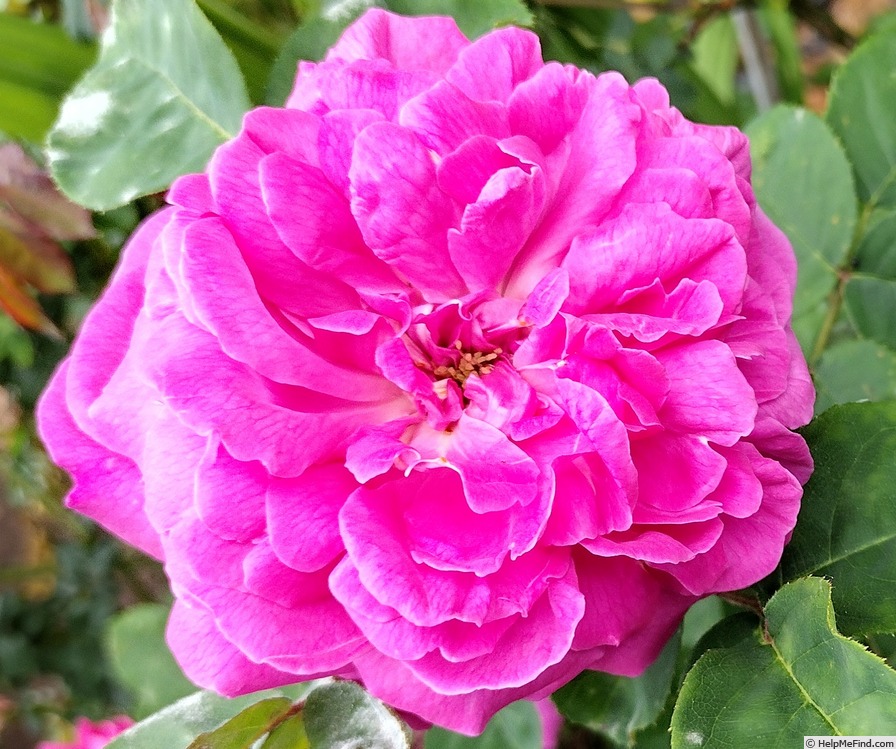 'Duchess of Sutherland (hybrid perpetual, Laffay 1839)' rose photo