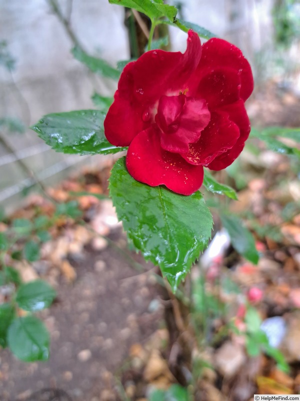 'Marondo (shrub, Kordes, 2006/17)' rose photo