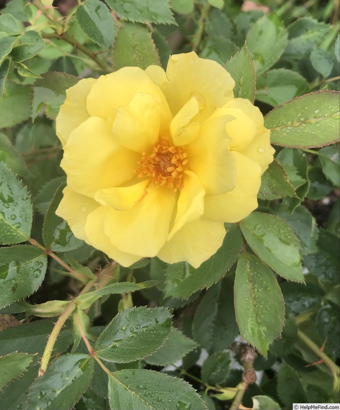 'The Champion™ Yellow Rose' rose photo