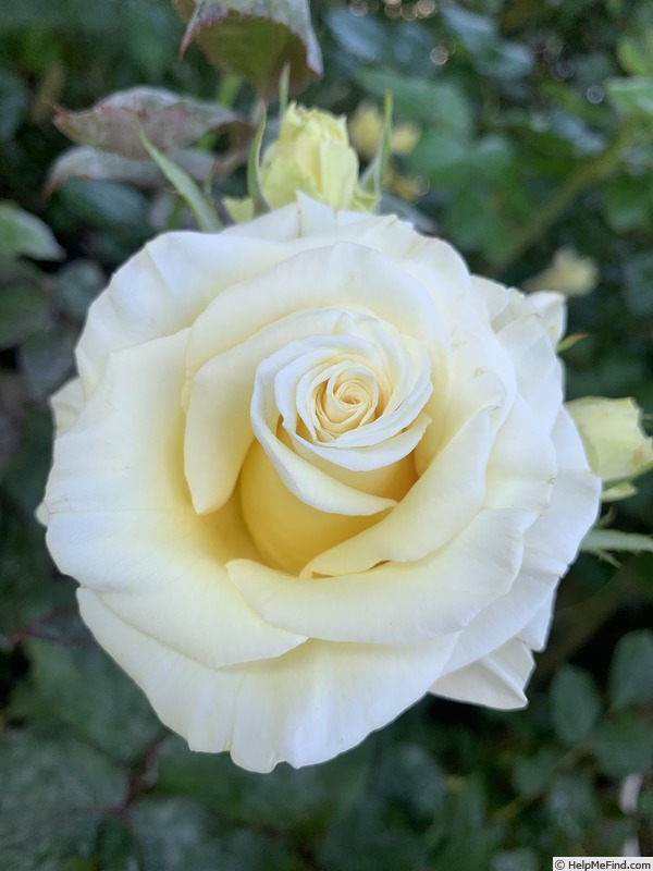 'Gift of Love' rose photo