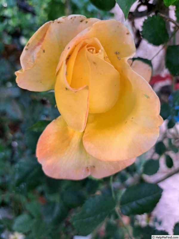 'Henryane de Chaponay ®' rose photo