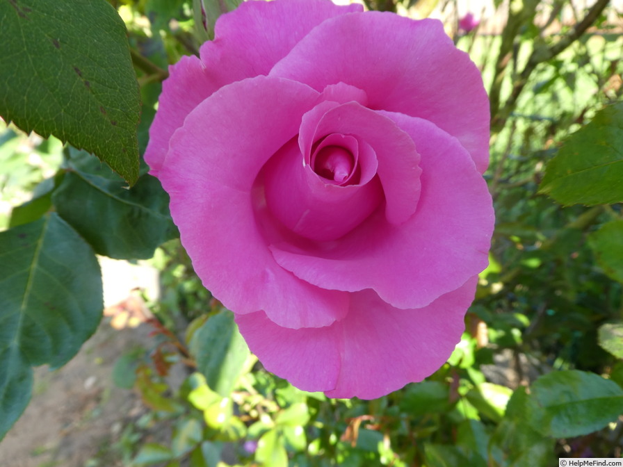 'McCartney Rose (hybrid tea, Meilland, 1995)' rose photo