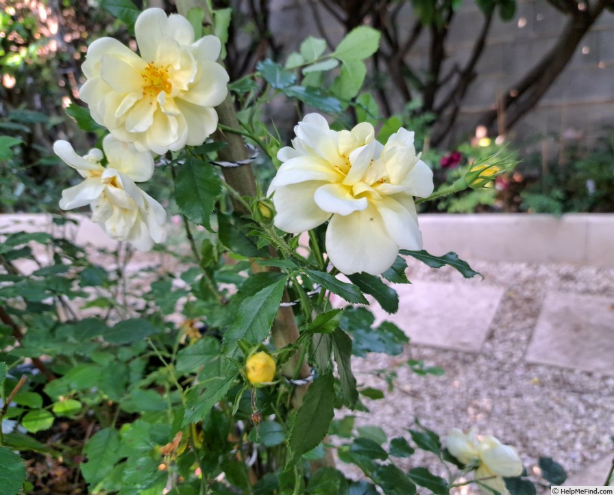 'Celina ® (shrub, Noack, 1990)' rose photo