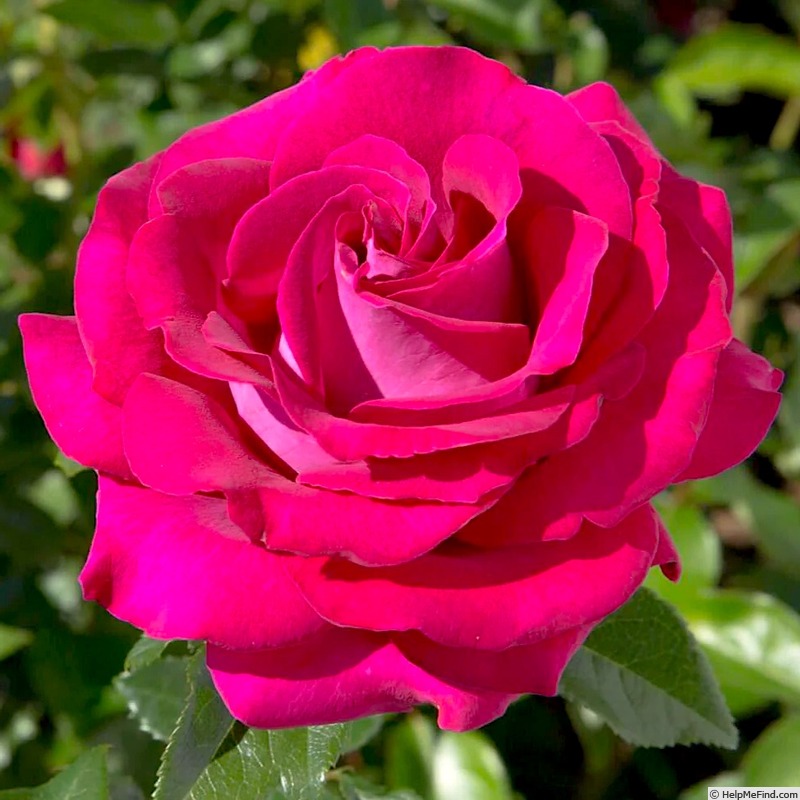'Stiletto' rose photo