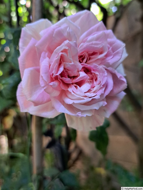 'Mascaret ®' rose photo